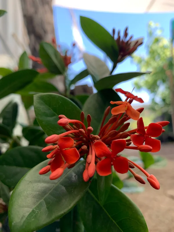 Maui Red Ixora Live Plant – 1ft Tall, 6in Pot, Tropical Shrub - Image 1