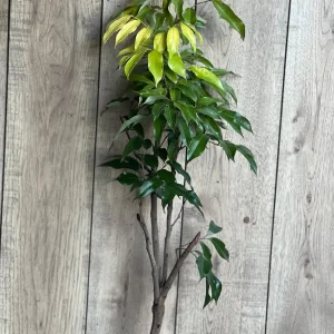 Mauritius Lychee Live Plant - Litchi chinensis Tree, 2-4 Feet Tall, Air Layered - Image 7