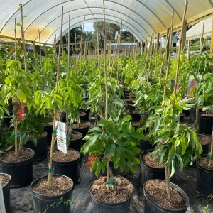 Mauritius Lychee Tree Live Plant – 3 Gallon Pot, 3 Feet Tall – Sweet Fruit - Image 3