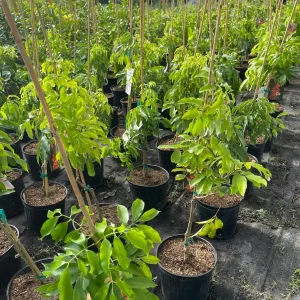 Mauritius Lychee Tree Live Plant – 3 Gallon Pot, 3 Feet Tall – Sweet Fruit - Image 5