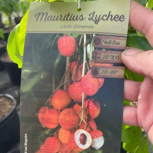 Mauritius Lychee Tree Live Plant – 3 Gallon Pot, 3 Feet Tall – Sweet Fruit - Image 9