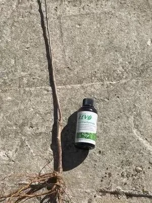 McIntosh Apple Tree Bareroot Live Plant - 2-3 ft Tall - Malus domestica - Image 2