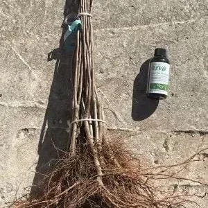 McIntosh Apple Tree Bareroot Live Plant 2-3 ft Tall - Outdoor Fruit Tree - Image 3