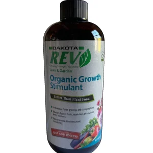 McIntosh Apple Tree Bareroot Live Plant - 2-3 ft Tall - Malus domestica - Image 4