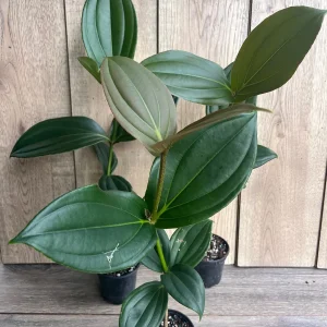 Medinilla Myriantha Live Plant - Malaysian Grapes - 4 inch Pot - Indoor Tropical - Image 5