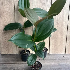 Medinilla Myriantha Live Plant - Malaysian Grapes - 4 inch Pot - Indoor Tropical - Image 7