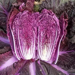 Merlot Red Dragon Chinese Cabbage Seeds - Hybrid F1 Brassica rapa - Image 2
