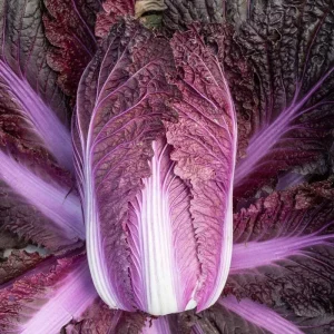 Merlot Red Dragon Chinese Cabbage Seeds - Hybrid F1 Brassica rapa - Image 1