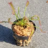 Merry Go Round Cape Sundew Carnivorous Live Plant Drosera Capensis 3 inch Pot Indoor/Outdoor - Image 1