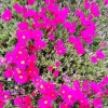 Mesembryanthemum Hot Pink Pigface Iceplant Succulent Live Plant - Ground Cover - Image 1