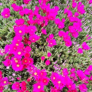 Mesembryanthemum Hot Pink Pigface Iceplant Succulent Live Plant - Ground Cover - Image 1