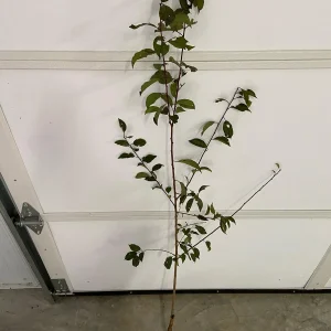 Methley Plum Tree Bare-Root - Self-Pollinating Fruit Tree for Home Gardens - Image 5