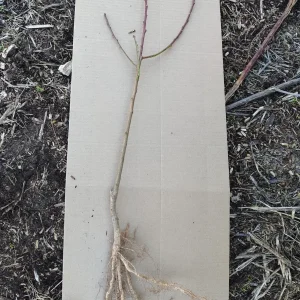 Methley Plum Tree Bareroot Live Plant – 2-3 ft Tall – Self-Fertile Fruit Tree - Image 2