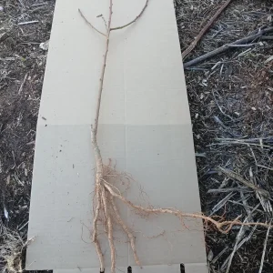 Methley Plum Tree Bareroot Live Plant – 2-3 ft Tall – Self-Fertile Fruit Tree - Image 3