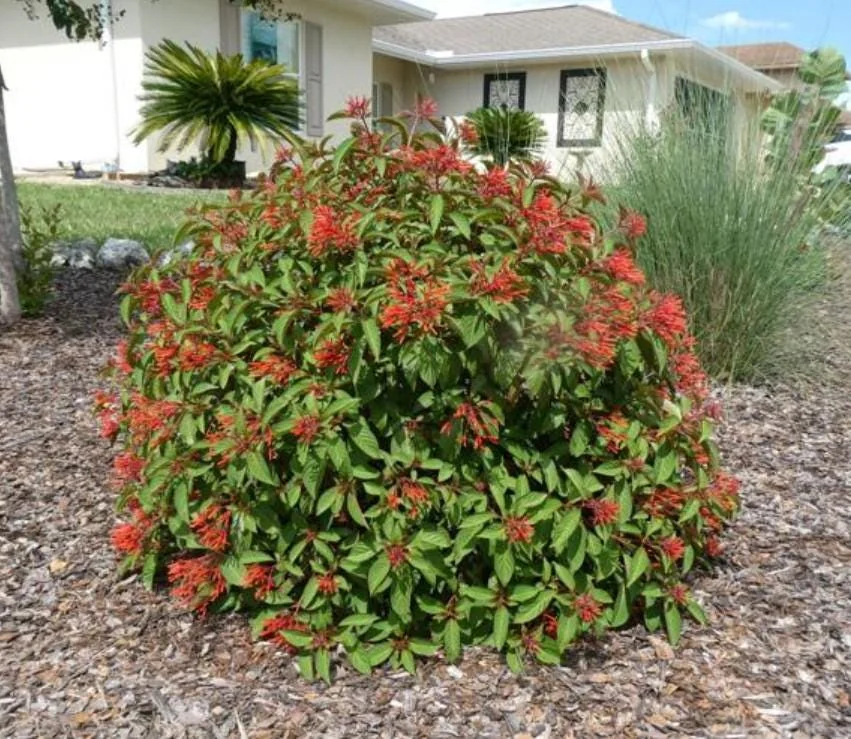 Mexican Firebush Live Plant Set - 4 Hamelia Patens Starter Plants, 3-6" Tall Outdoor Shrub - Image 2