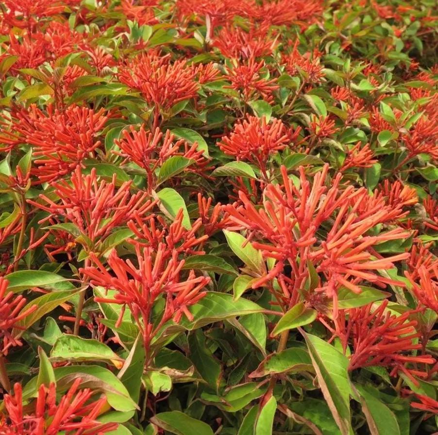 Mexican Firebush Live Plant Set - 4 Hamelia Patens Starter Plants, 3-6" Tall Outdoor Shrub - Image 3