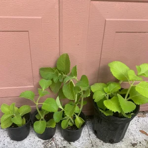 Mexican Mint Oregano Live Plant - Indian Ajwain Herb, 10-inch to Bush Size, Indoor/Outdoor - Image 3