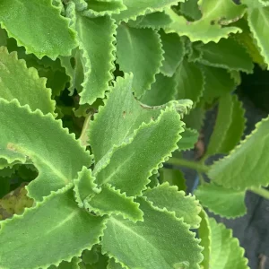 Mexican Mint Oregano Live Plant - Indian Ajwain Herb - 10 inch Plant to Bush - Image 7