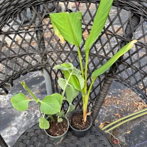 Mexican Mint Oregano Live Plant - Indian Ajwain Herb - 10 inch Plant to Bush - Image 8