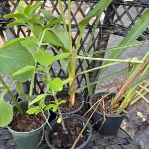 Mexican Mint Oregano Live Plant - Indian Ajwain Herb - 10 inch Plant to Bush - Image 9