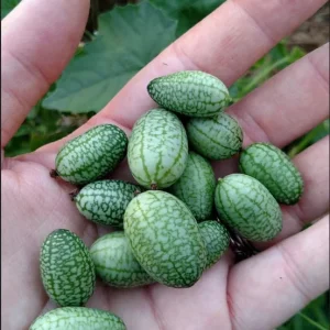 Mexican Sour Gherkin Cucumber Seeds - Melothria scabra - Mouse Melon Seeds - Image 2