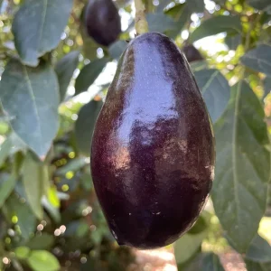 Mexicola Avocado Tree - Live Grafted Plant - 3 to 4 Feet Tall - Image 1