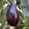 Mexicola Grande Avocado Tree , “Cold Hardy” Grafted in 3 Gallons Pot, No Ship to HI - Image 1