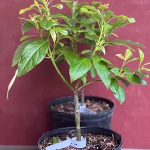 Mexicola Grande Avocado Tree , “Cold Hardy” Grafted in 3 Gallons Pot, No Ship to HI - Image 6