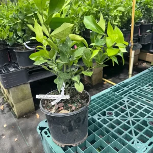 Meyer Lemon Bush Live Plant - 1 Gallon Pot, 20-30 in Tall, Indoor/Outdoor Citrus - Image 2