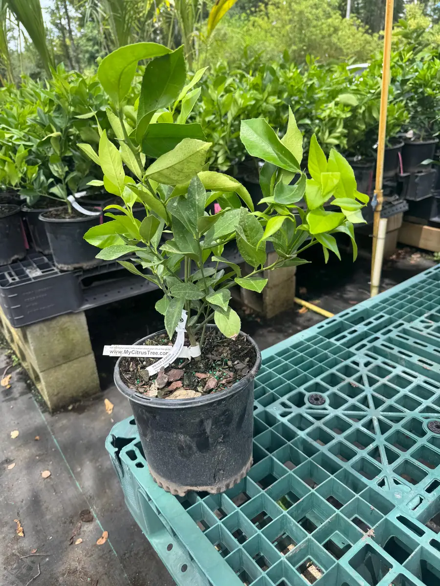 Meyer Lemon Bush Live Plant - 1 Gallon Pot, 20-30 in Tall, Indoor/Outdoor Citrus - Image 2