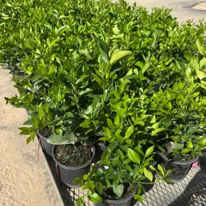 Meyer Lemon Bush Live Plant - 1 Gallon Pot, 20-30 in Tall, Indoor/Outdoor Citrus - Image 4
