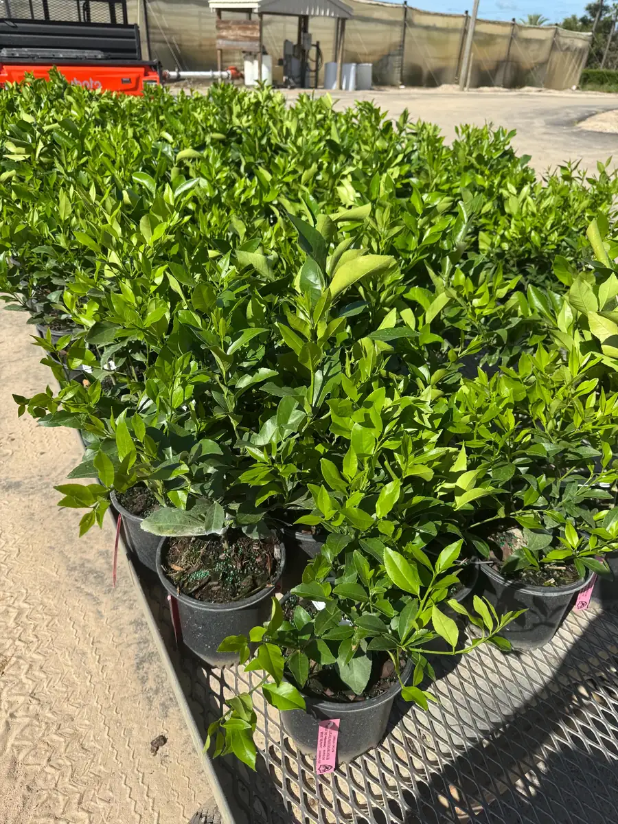 Meyer Lemon Bush Live Plant - 1 Gallon Pot, 20-30 in Tall, Indoor/Outdoor Citrus - Image 4