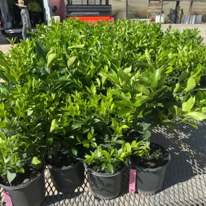 Meyer Lemon Bush Live Plant - 1 Gallon Pot, 20-30 in Tall, Indoor/Outdoor Citrus - Image 5
