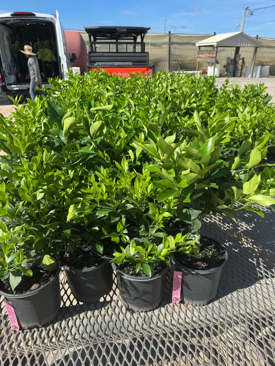 Meyer Lemon Bush Live Plant - 1 Gallon Pot, 20-30 in Tall, Indoor/Outdoor Citrus - Image 5