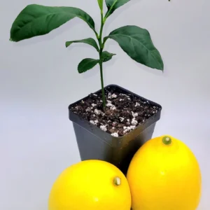 Meyer Lemon Starter Plant - Live Citrus Tree, 3-5 Inches Tall, Indoor/Outdoor - Image 2