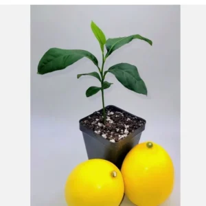 Meyer Lemon Starter Plant - Live Citrus Tree, 3-5 Inches Tall, Indoor/Outdoor - Image 1