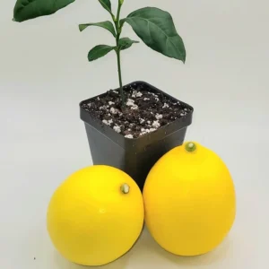 Meyer Lemon Starter Plant - Live Citrus Tree, 3-5 Inches Tall, Indoor/Outdoor - Image 4