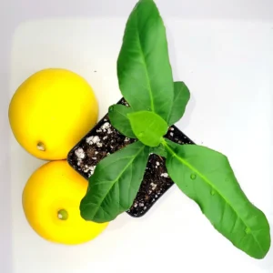Meyer Lemon Starter Plant - Live Citrus Tree, 3-5 Inches Tall, Indoor/Outdoor - Image 5