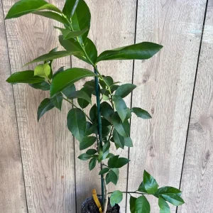 Meyer Lemon Tree Live Plant - half Gallon Pot, Sweet Citrus Fruit - Image 2