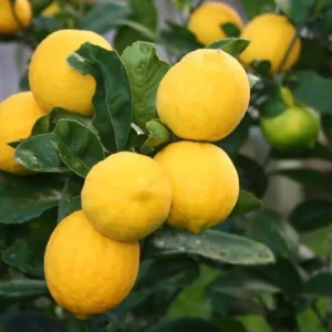 Meyer Lemon Tree Live Plant - half Gallon Pot, Sweet Citrus Fruit - Image 1
