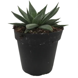 Miami Haworthia Succulent Plant - 4