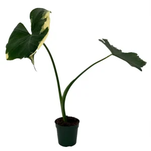Mickey Mouse Alocasia Xanthosoma Live Plant - 4" Pot - Indoor Elephant Ear - Image 1