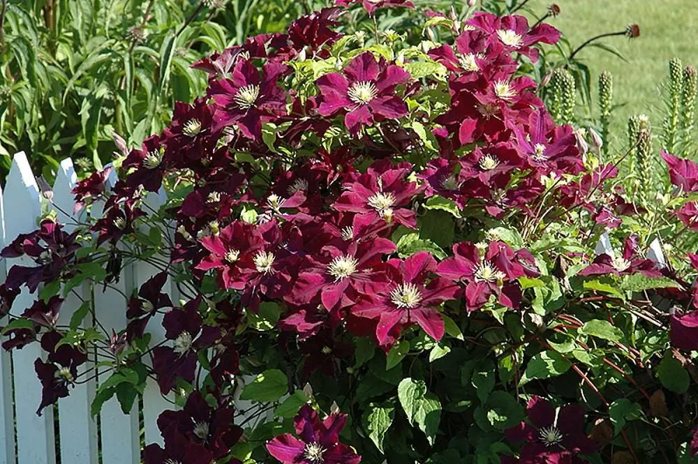Midnight Showers Clematis Vine - Live Plant - Purple Blooms - 2.5 inch Pot - Image 2