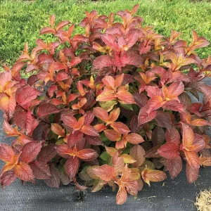 Midnight Sun Weigela Live Plant - Vibrant Orange-Red Foliage Shrub 4 inch Pot - Image 2