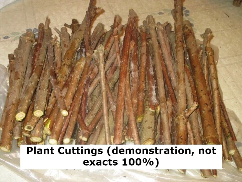 Milk Crape Myrtle Cuttings - 7 Cuttings for Rooting & Grafting - Fast Growing - Image 7