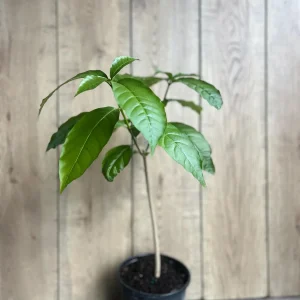 Milky Way Tree Live Plant - Stemmadenia litoralis 6 inch Pot Tropical Outdoor - Image 5