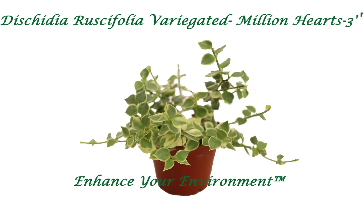 Million Hearts Variegated Live Plant – 2 inch Pot – Indoor Vining Plant - Image 1
