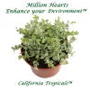 Million Hearts Variegated Vine – Live Plant – 4 inch Pot – Indoor - Image 1
