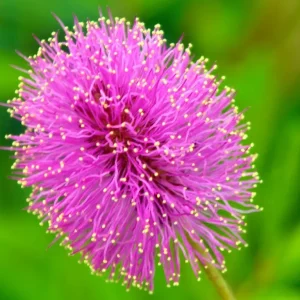 Mimosa strigillosa Live Plant - Sensitive Plant - 6 inch Pot - Indoor Houseplant - Image 2