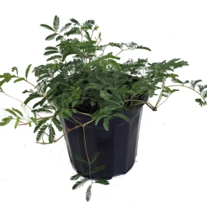Mimosa strigillosa Live Plant - Sensitive Plant - 6 inch Pot - Indoor Houseplant - Image 1